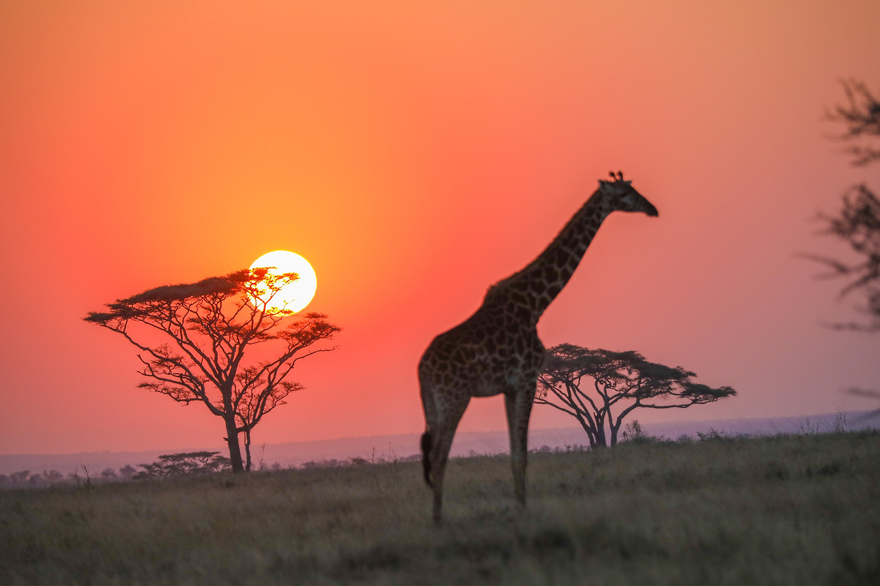 세렝게티 (1).jpg