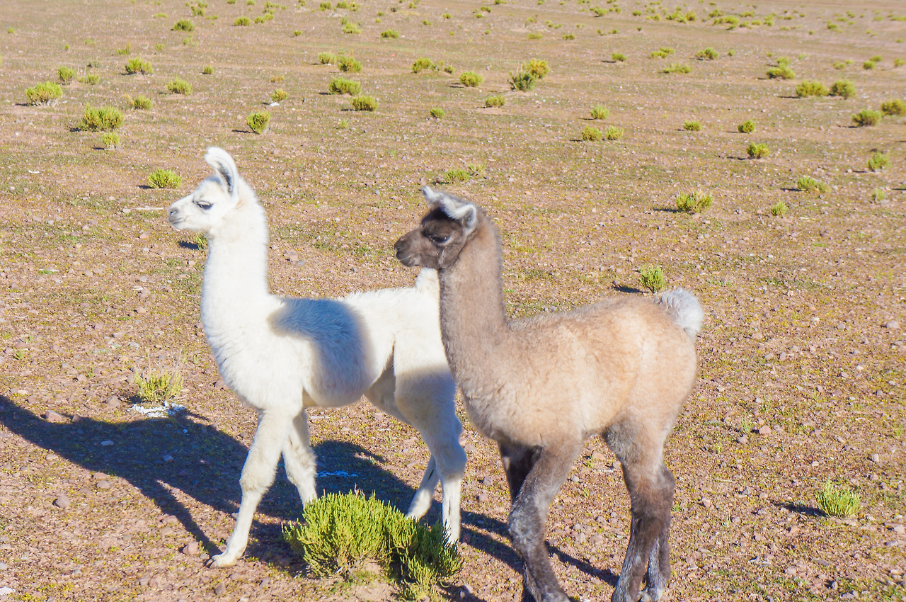 2 라구나 국립공원 (1).jpg