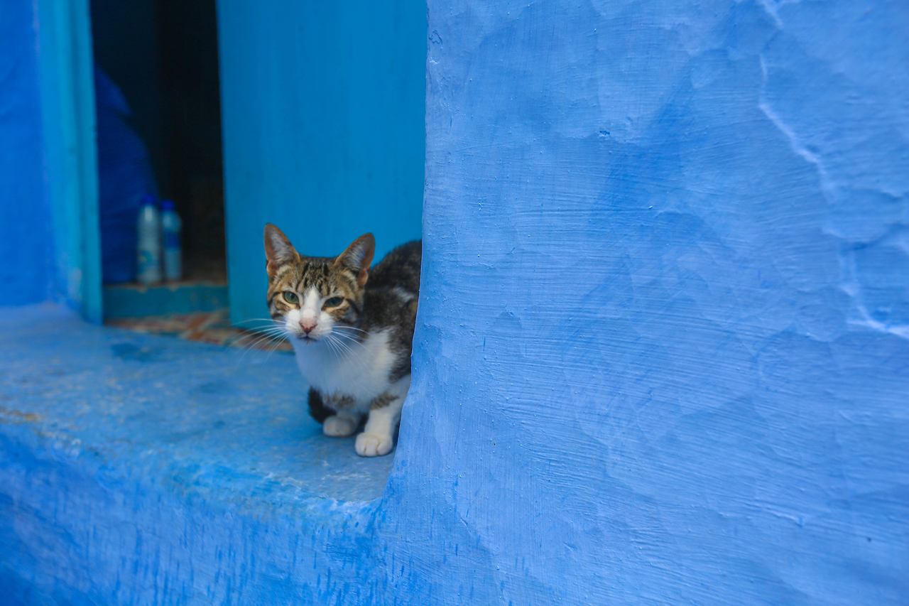 셰프샤우엔 메디나 (24).jpg