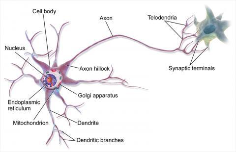 1280px-Blausen_0657_MultipolarNeuron.jpg