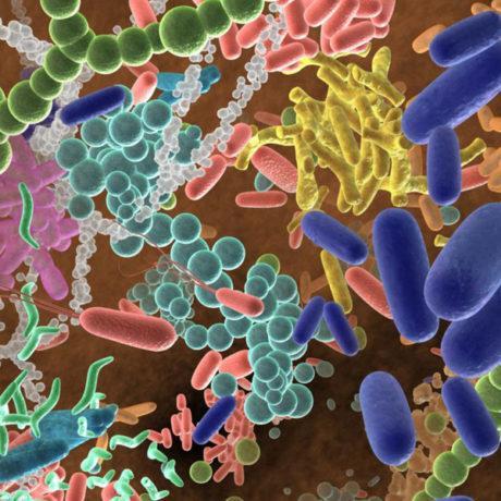 Microbiome-2018-460x460.jpg