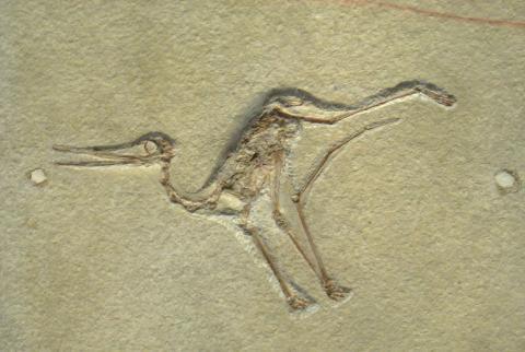 1280px-Pterodactylus_micronyx_-_IMG_0677.jpg