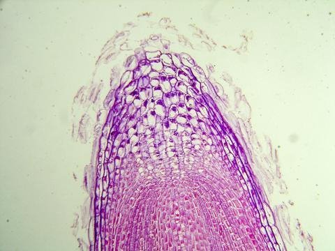 1280px-Root_tip.jpg