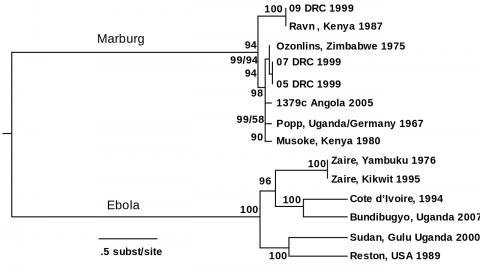 1280px-Filovirus_phylogenetic_tree.jpg