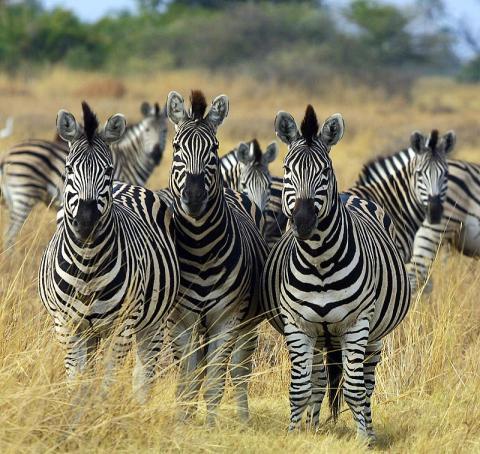 800px-Zebra_Botswana_edit02.jpg