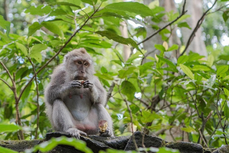 balinese-long-tailed-macaque-3541057_960_720.jpg
