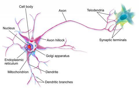 Blausen_0657_MultipolarNeuron.jpg