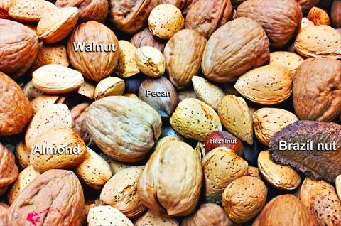 Common-nuts.jpg