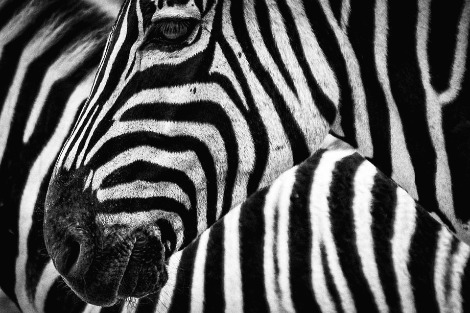 zebra-489276_960_720.jpg