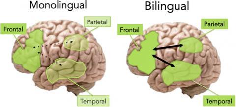 Monolingual_vs__bilingual_aging_brain.jpg