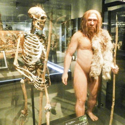 800px-Skeleton_and_restoration_model_of_Neanderthal_La_Ferrassie_1.jpg