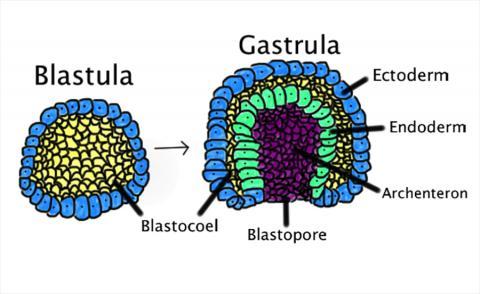 Blastula.jpg