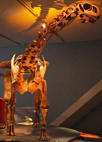 800px-August_1,_2012_-_Malawisaurus_on_Display_at_the_Royal_Ontario_Museum.jpg