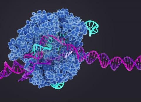 CRISPR-Cas9_in_action.jpg