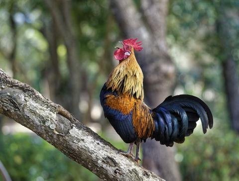 1024px-Junglefowl_on_tree.jpg