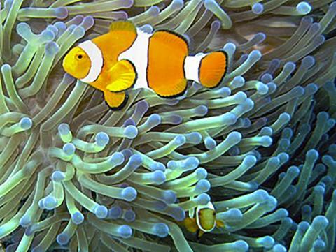 370px-Common_clownfish_curves_dnsmpl.jpg