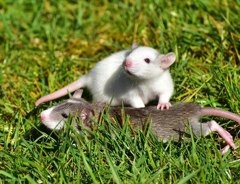 rats-small-rats-1388830_960_720.jpg