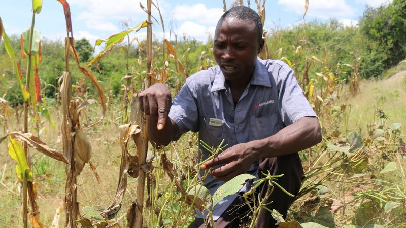 Mwagire-locusts-Kenya.jpg