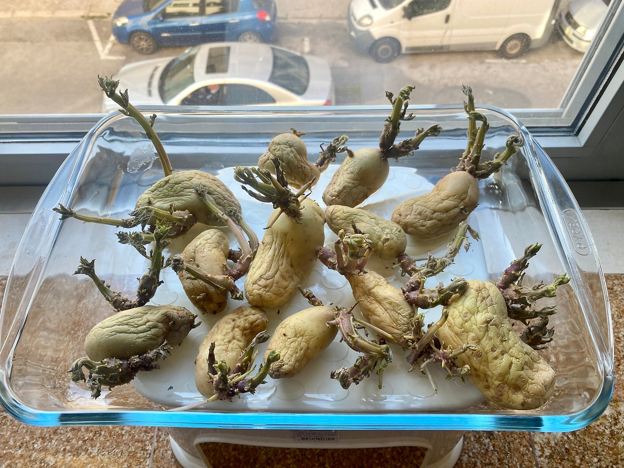 감자에 싹이 나고.jpg