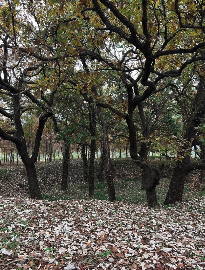 Screen Shot 2023-11-12 at 8.37.52 PM.jpg