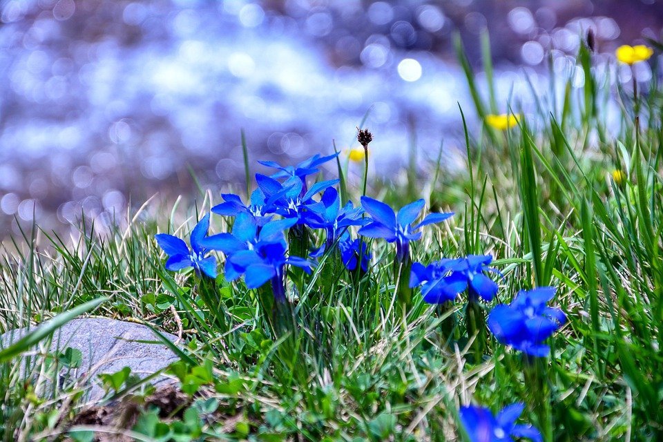 spring-gentian-5026662_960_720.jpg