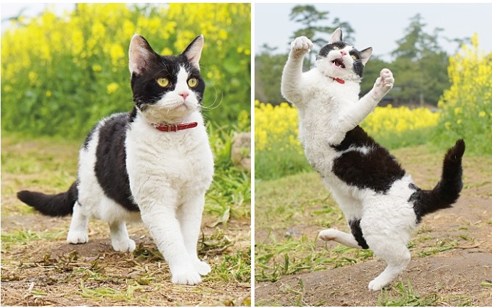 고양이여행리포트 나나.jpg