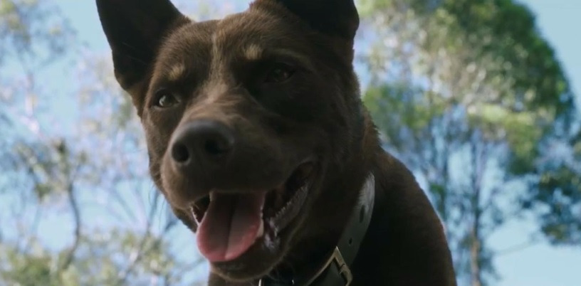 러브앤몬스터스 보이 강아지.jpg