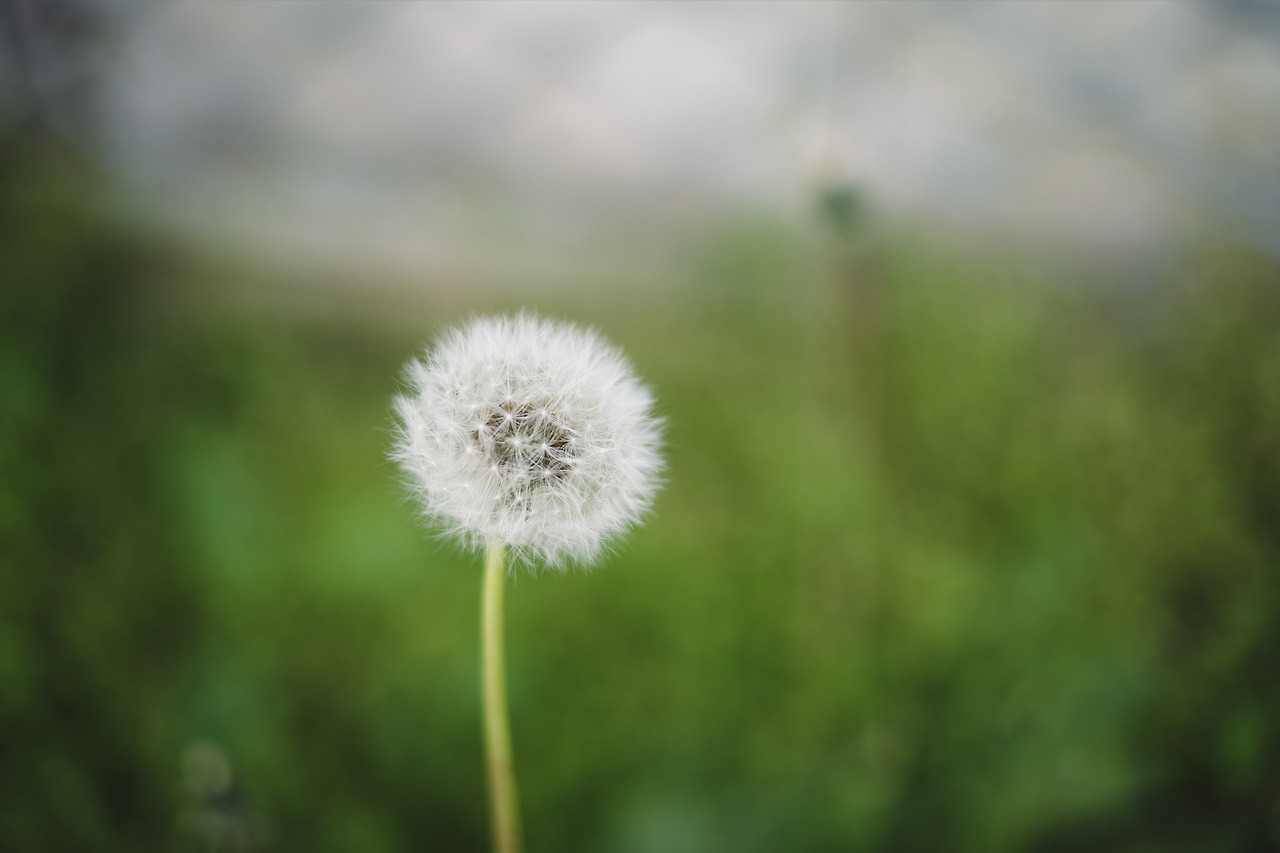 2019_04_06_130735_35 mm_Jongheon_XT3.jpg