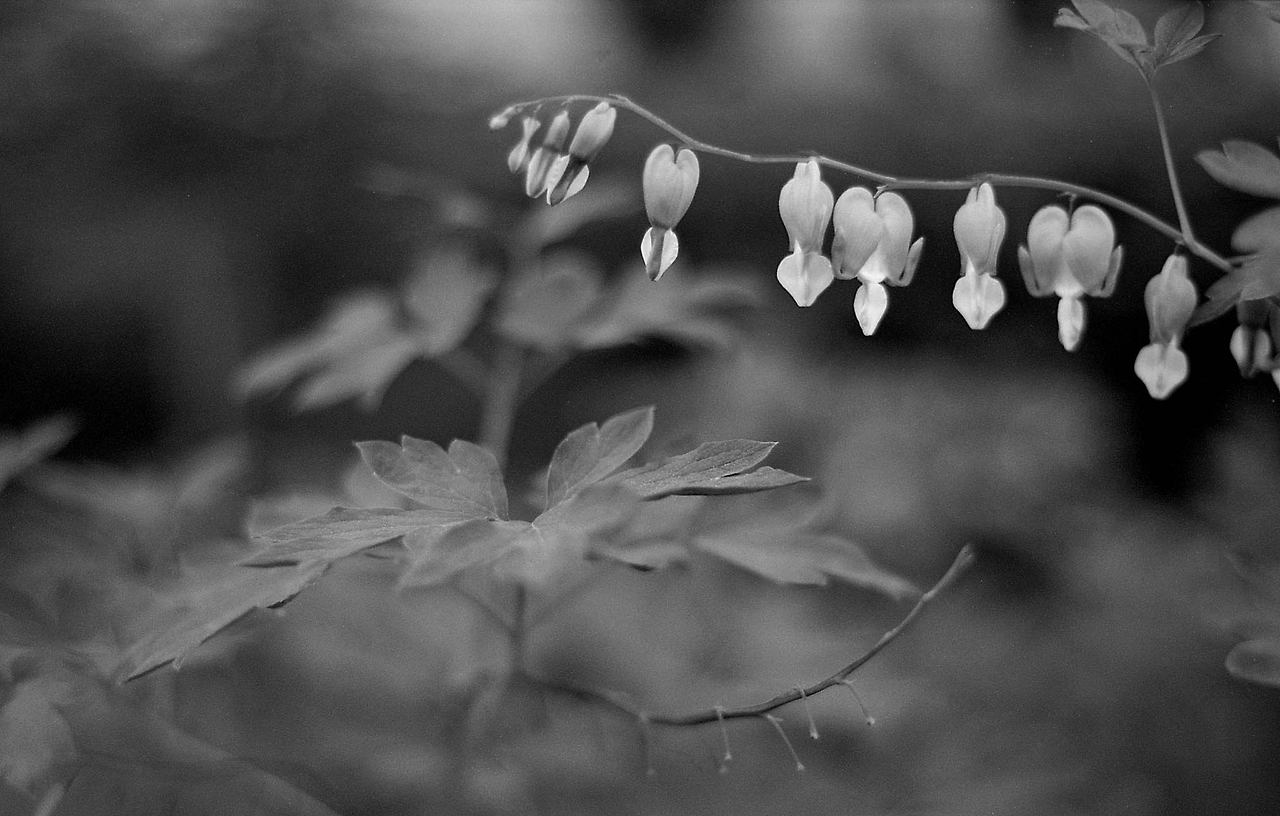 2005_05_18_f80_xp2_0284 copy.jpg