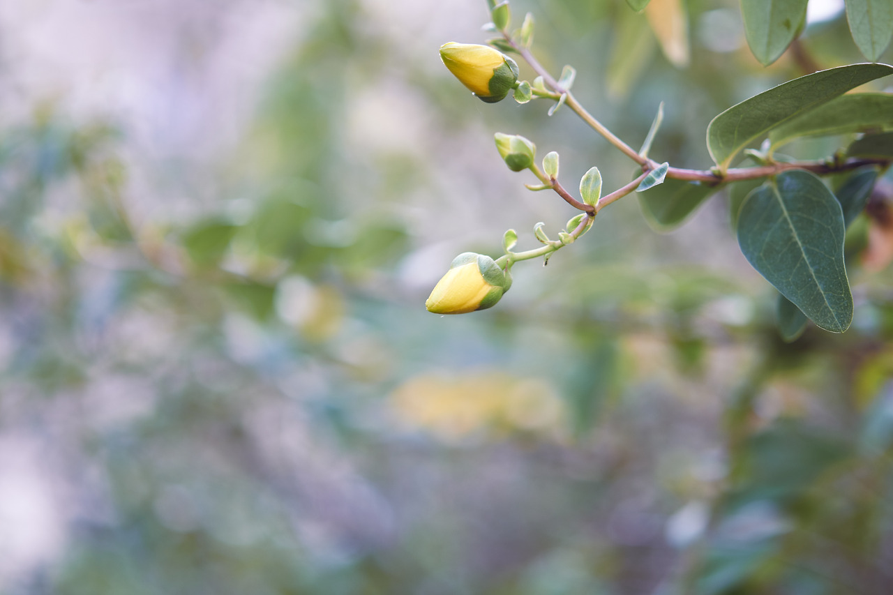 2019_01_18_124739_60 mm_Jongheon_XT3.jpg