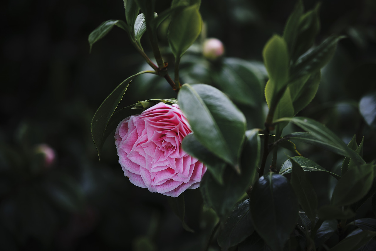 2019_04_10_153248_60 mm_Jongheon_XT3.jpg