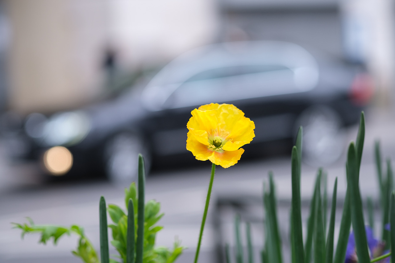 2019_01_30_153910_60 mm_Jongheon_XT3.jpg