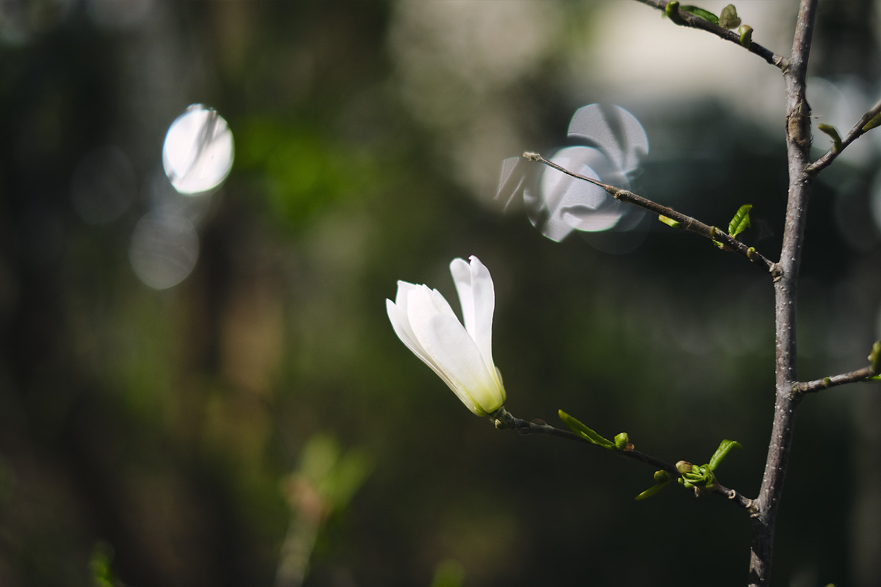 2019_04_04_130106_35 mm_Jongheon_XT3.jpg