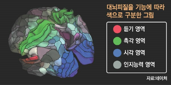 대뇌필질 기능영역.jpg