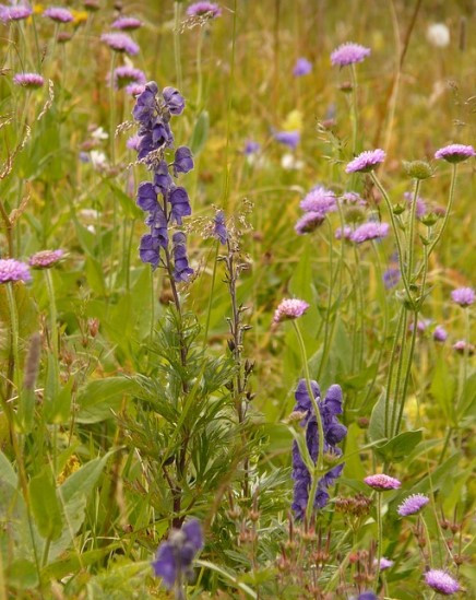 화면 캡처 2025-03-06 205341.jpg