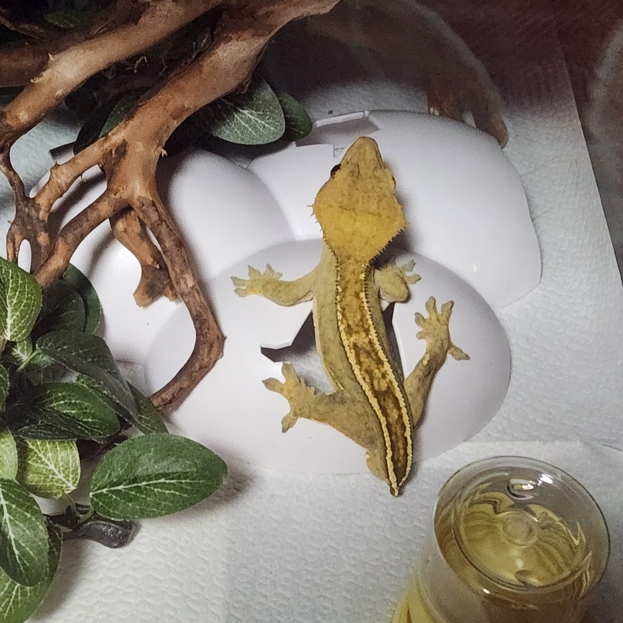 꼬리 없는 여름이.jpg