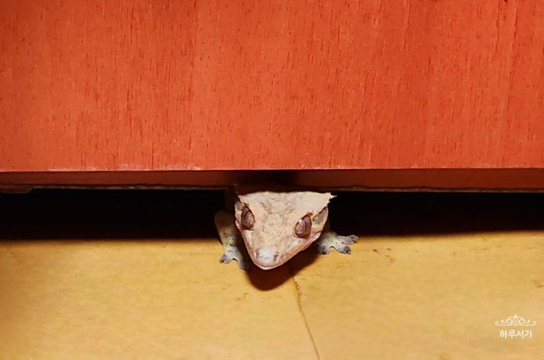 여름이가 사라졌다-장롱 아래 모습.jpg