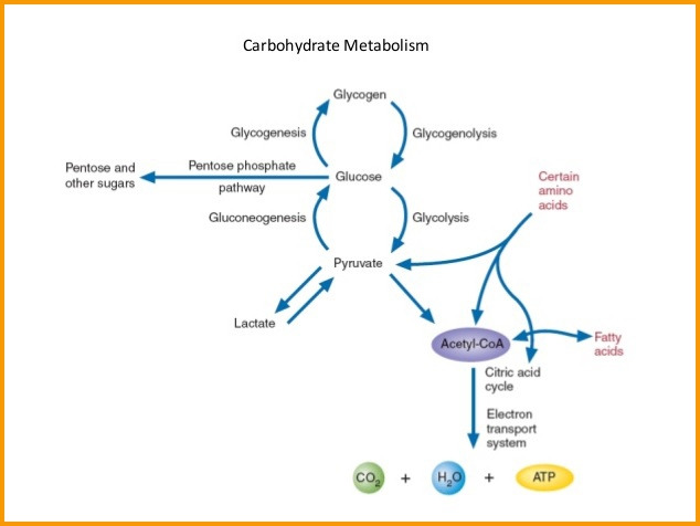 drehab-carbohydrate-metabolism.jpg