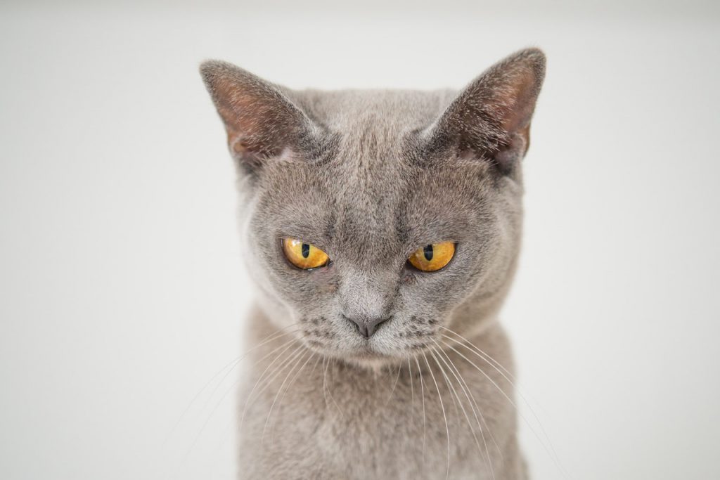 angry-animal-cat-1331821-1024x683.jpg