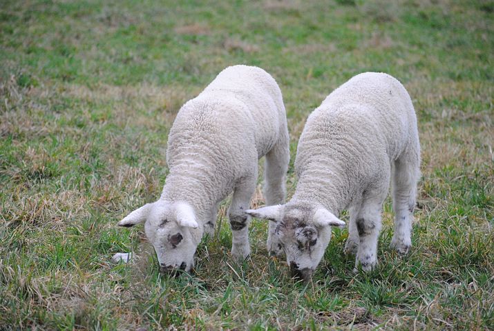 sheep-2694477__480[1].jpg
