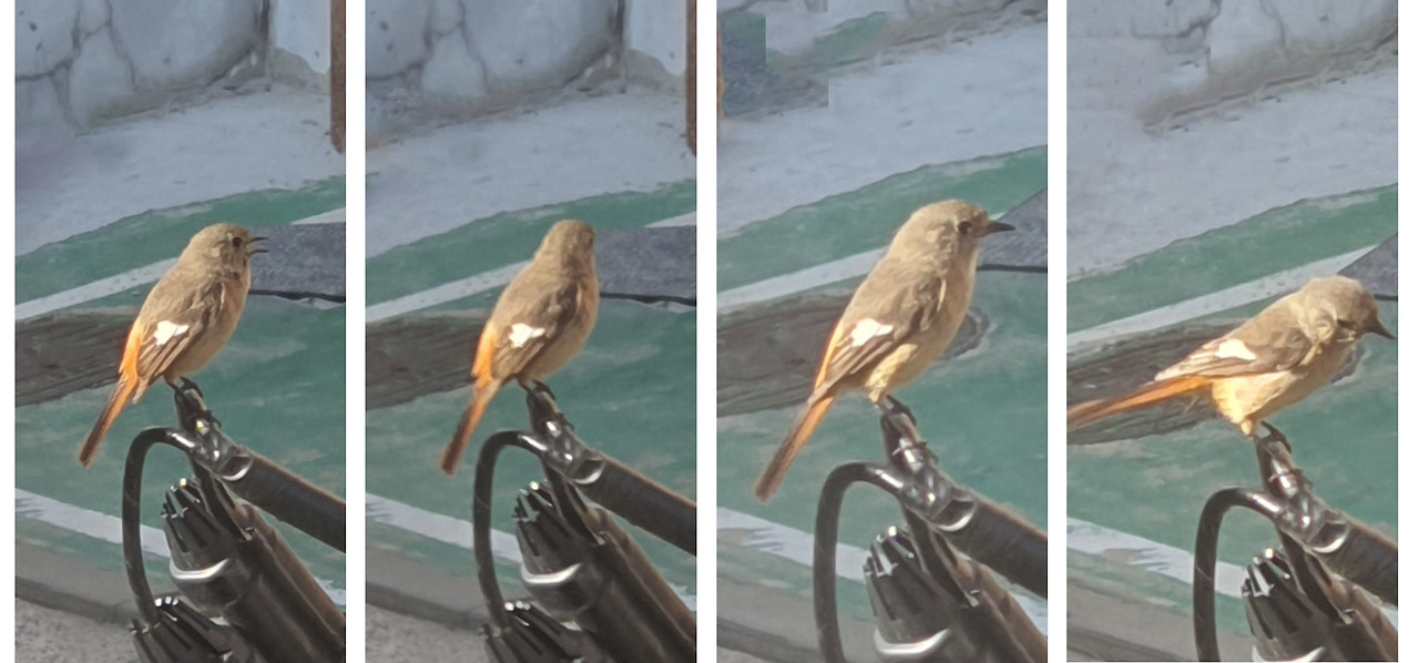 2024-05-29 딱새_권이철.jpg