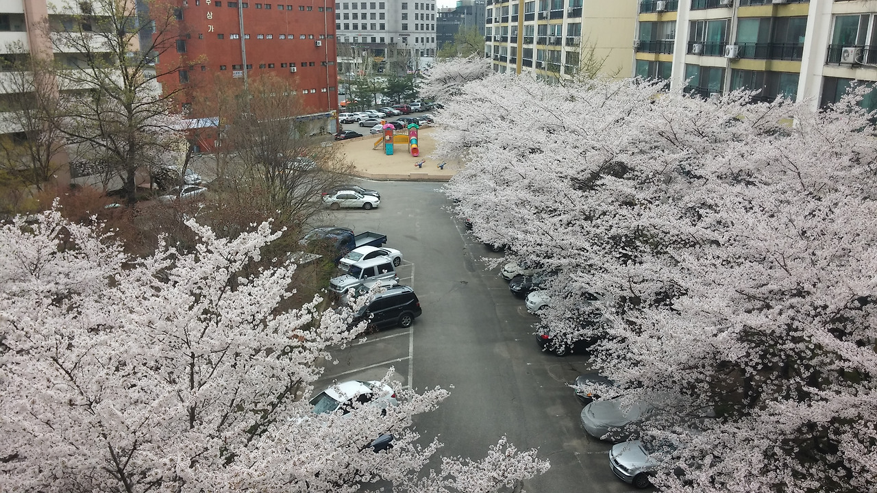 01_2015-04-05 진주아파트 벗꽃사진_권이철.jpg