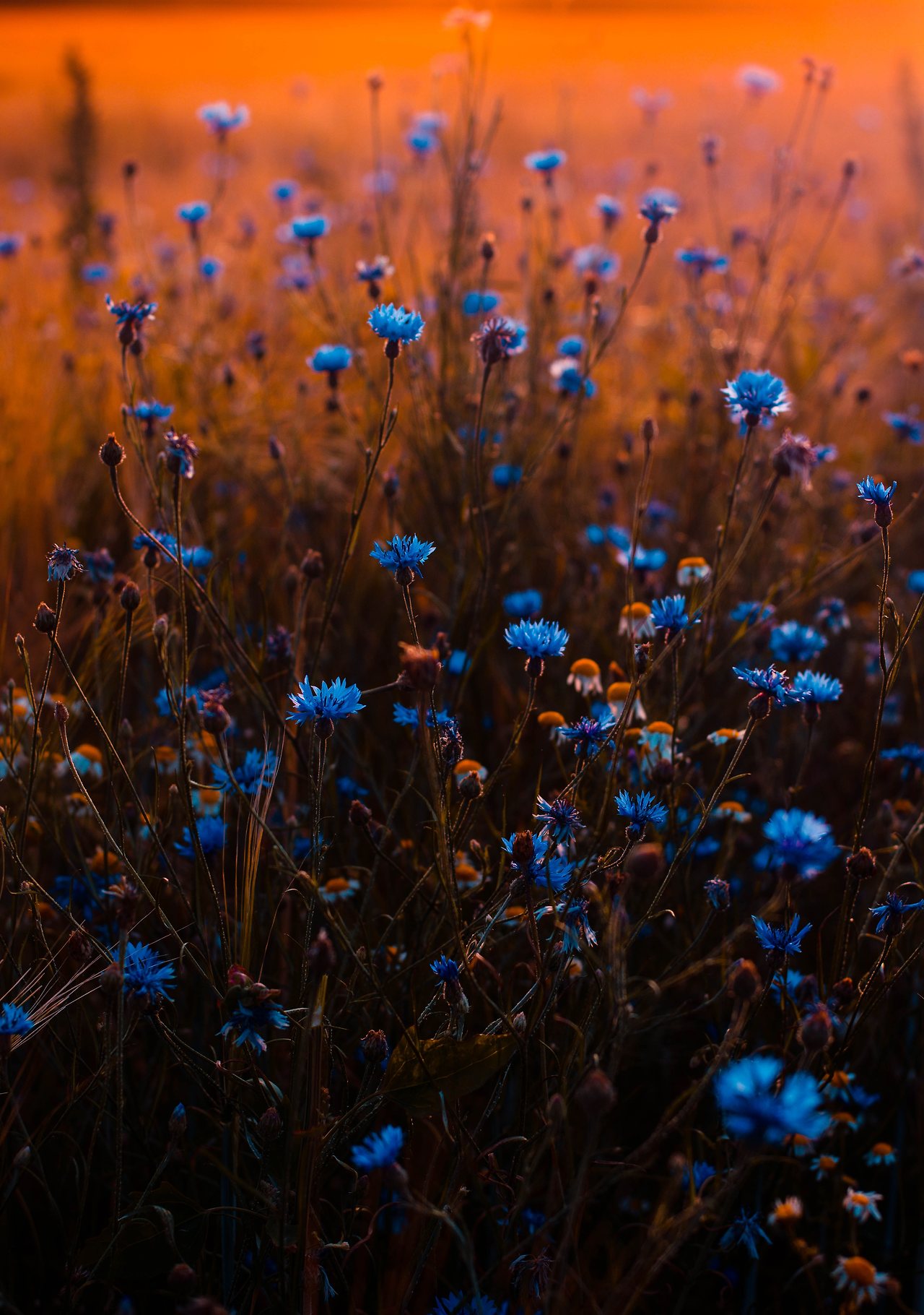 blue-flowers-blur-buds-673857.jpg