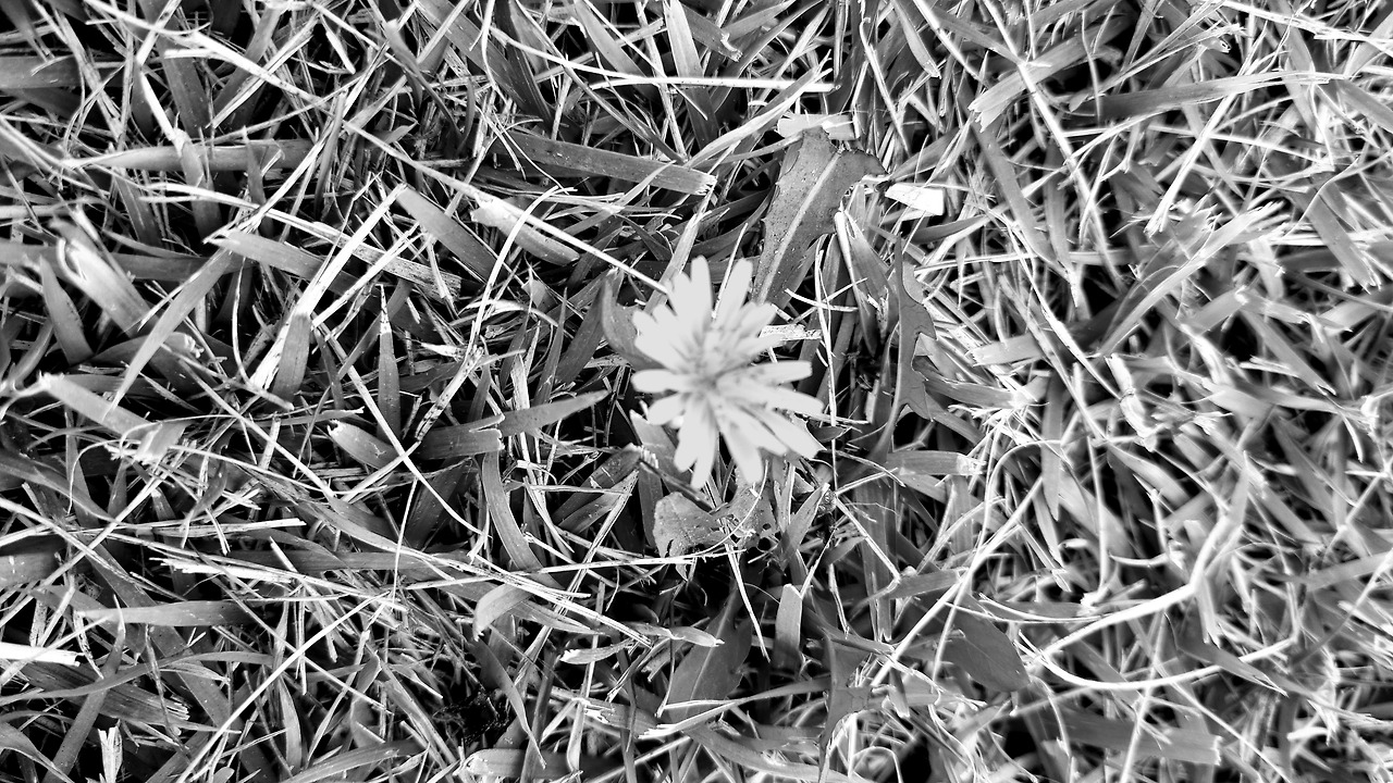 호이호이, 민들레홀씨 되어.jpg