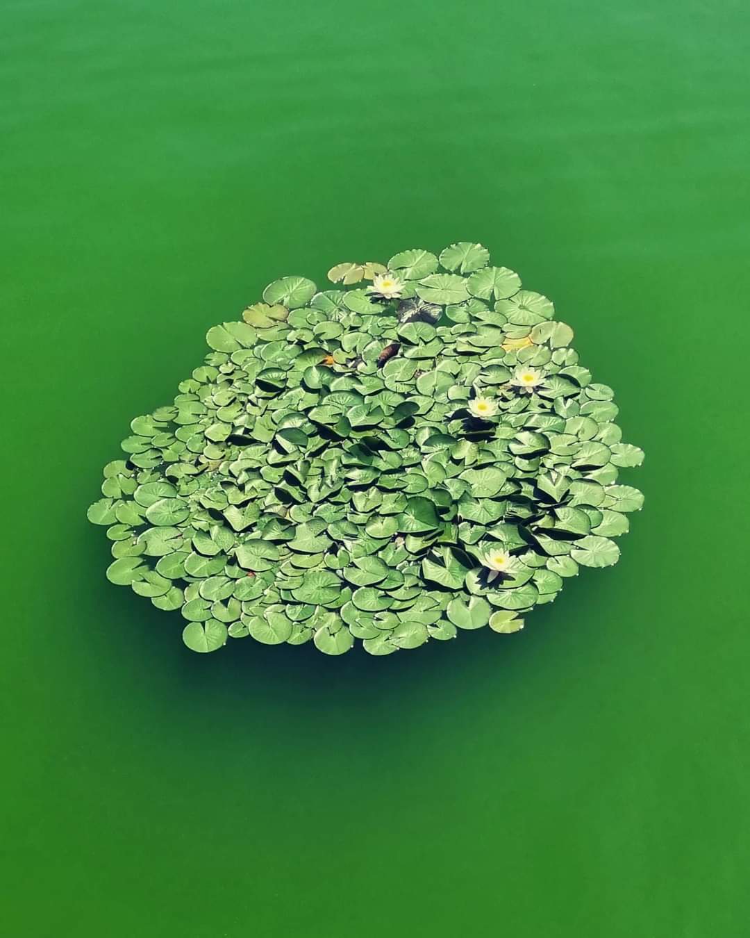 수련이 피어있다.jpg