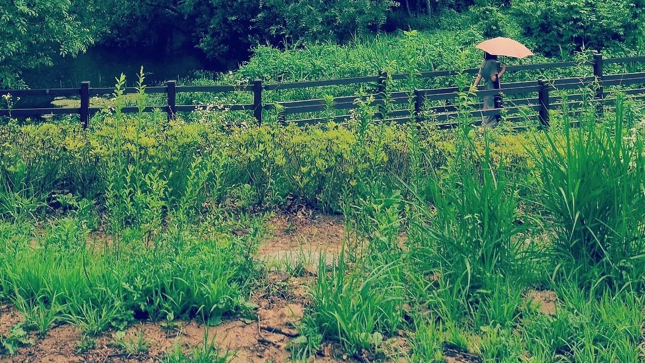 멀리서 우산 하나가 걸어가듯.jpg