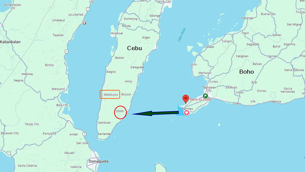 [꾸미기]panglao oslob.jpg