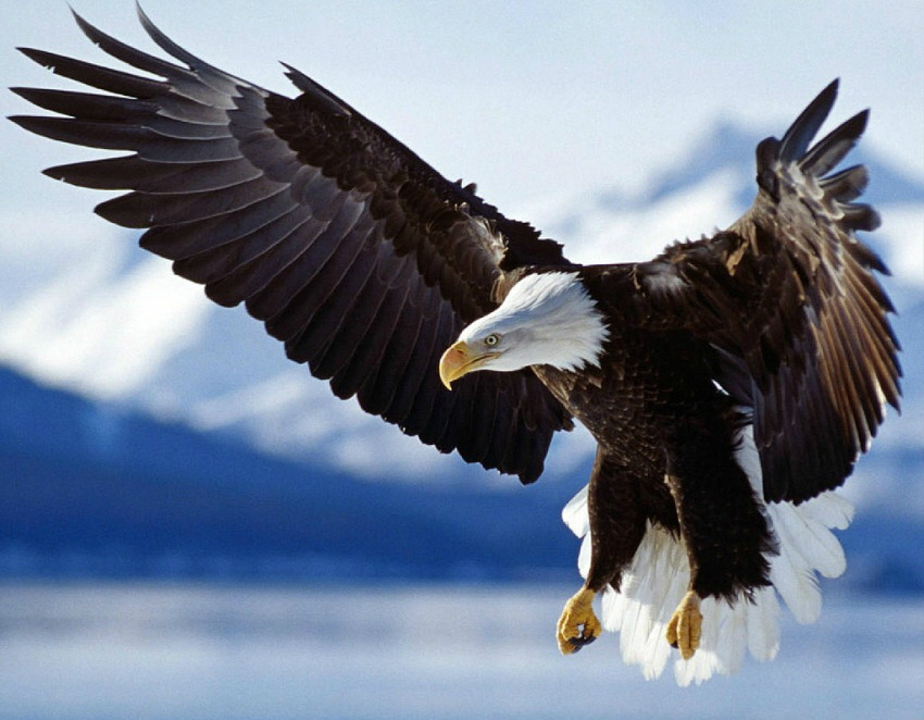 [꾸미기]흰머리 독수리.jpg