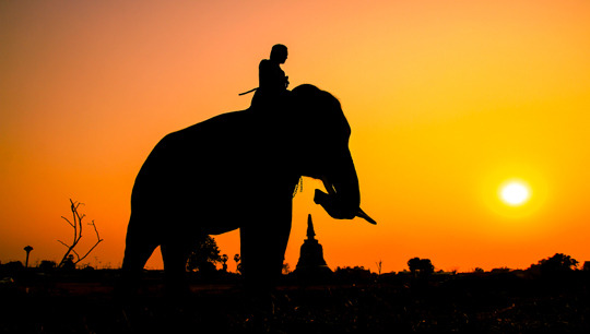 코끼리와_기수.jpg