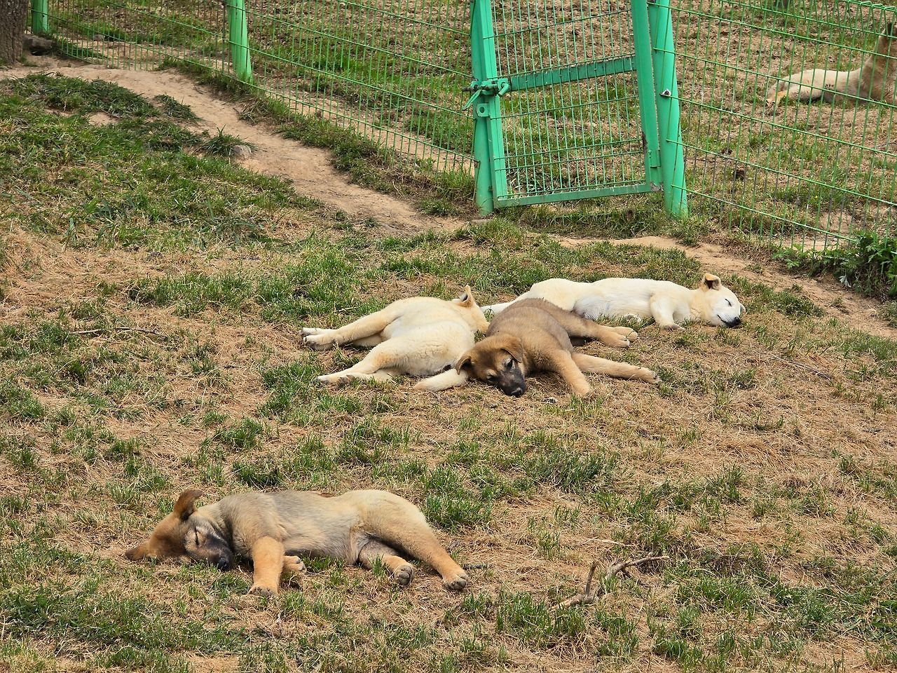 널부러진 진돗개.jpg